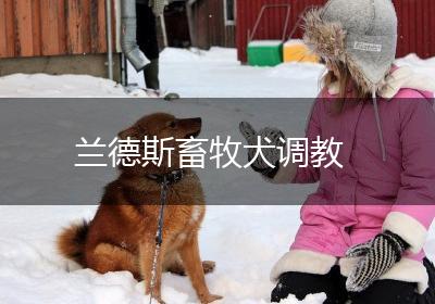 兰德斯畜牧犬调教