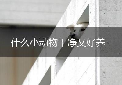 什么小动物干净又好养