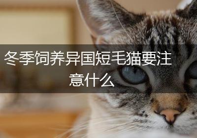 冬季饲养异国短毛猫要注意什么