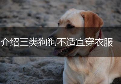 介绍三类狗狗不适宜穿衣服