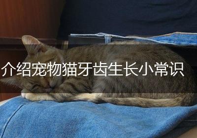 介绍宠物猫牙齿生长小常识