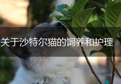 关于沙特尔猫的饲养和护理