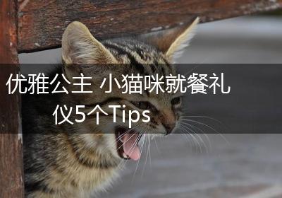 优雅公主 小猫咪就餐礼仪5个Tips