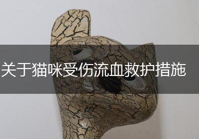 关于猫咪受伤流血救护措施