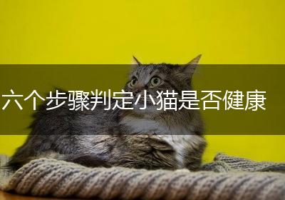 六个步骤判定小猫是否健康