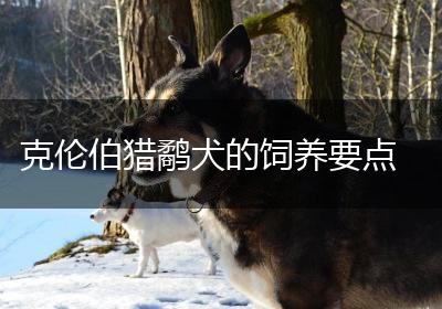 克伦伯猎鹬犬的饲养要点