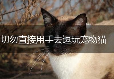 切勿直接用手去逗玩宠物猫