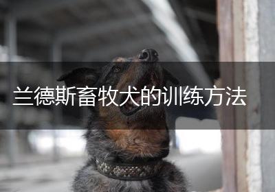 兰德斯畜牧犬的训练方法