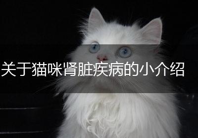关于猫咪肾脏疾病的小介绍