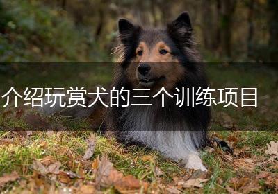 介绍玩赏犬的三个训练项目