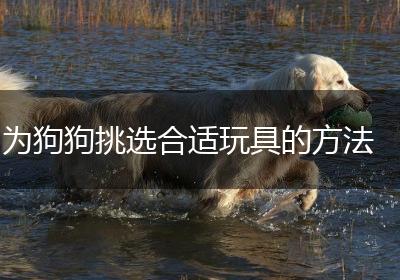 为狗狗挑选合适玩具的方法