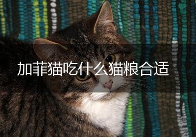 加菲猫吃什么猫粮合适