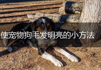 使宠物狗毛发明亮的小方法