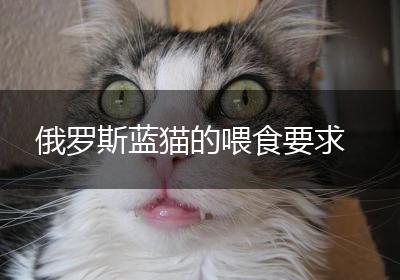 俄罗斯蓝猫的喂食要求