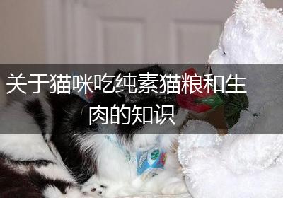 关于猫咪吃纯素猫粮和生肉的知识