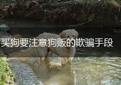买狗要注意狗贩的欺骗手段