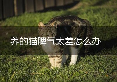 养的猫脾气太差怎么办