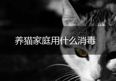 养猫家庭用什么消毒