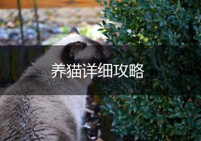 养猫详细攻略