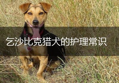 乞沙比克猎犬的护理常识