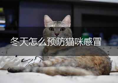 冬天怎么预防猫咪感冒