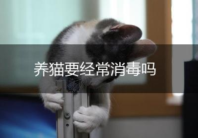 养猫要经常消毒吗
