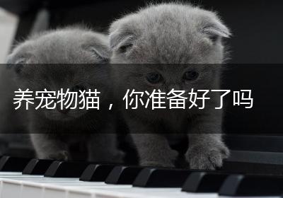 养宠物猫，你准备好了吗
