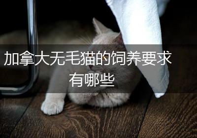 加拿大无毛猫的饲养要求有哪些