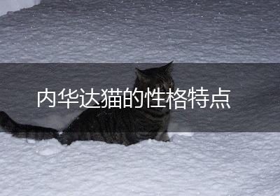 内华达猫的性格特点