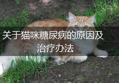 关于猫咪糖尿病的原因及治疗办法