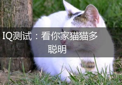 IQ测试：看你家猫猫多聪明