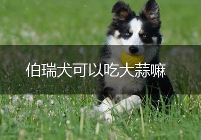 伯瑞犬可以吃大蒜嘛
