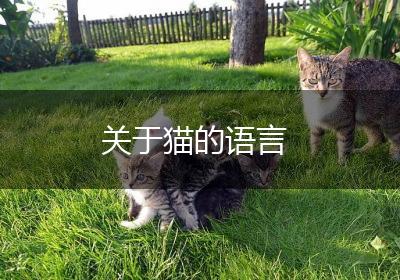 关于猫的语言