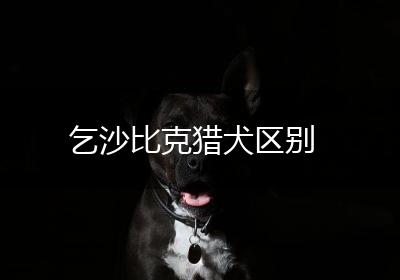 乞沙比克猎犬区别