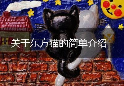 关于东方猫的简单介绍