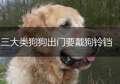三大类狗狗出门要戴狗铃铛