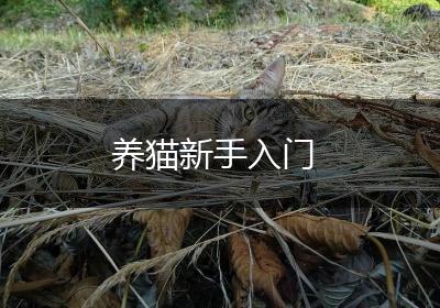 养猫新手入门
