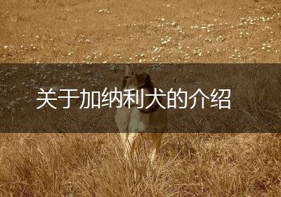 关于加纳利犬的介绍