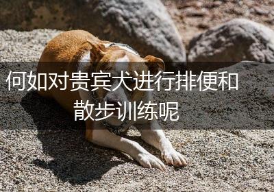 何如对贵宾犬进行排便和散步训练呢