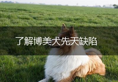 了解博美犬先天缺陷