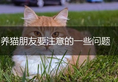 养猫朋友要注意的一些问题