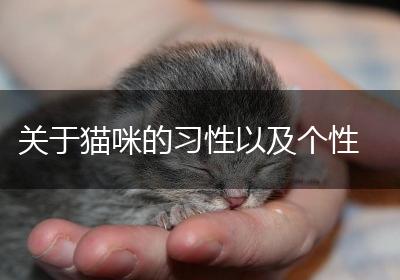 关于猫咪的习性以及个性