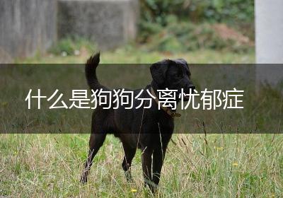 什么是狗狗分离忧郁症