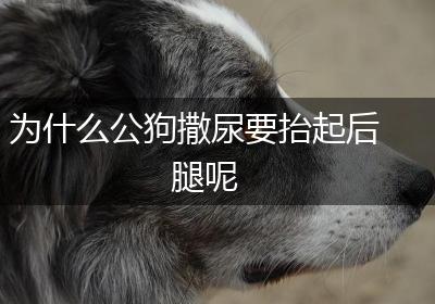 为什么公狗撒尿要抬起后腿呢