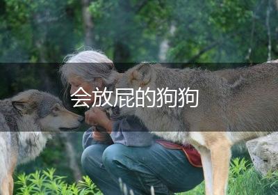 会放屁的狗狗