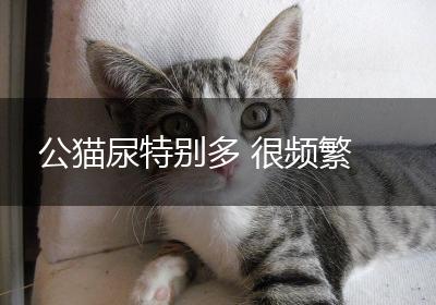 公猫尿特别多 很频繁