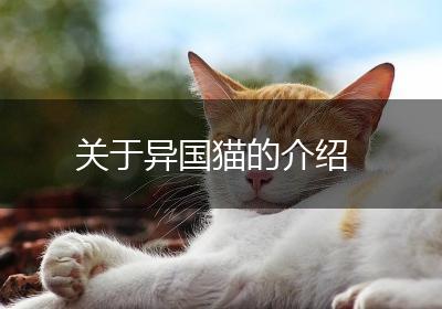 关于异国猫的介绍