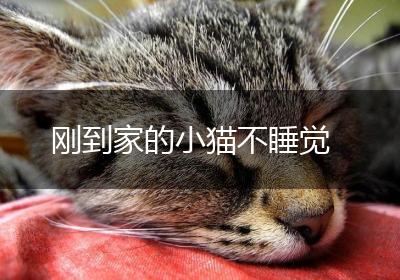 刚到家的小猫不睡觉