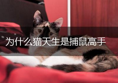 为什么猫天生是捕鼠高手