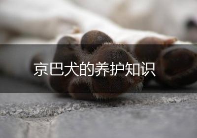 京巴犬的养护知识